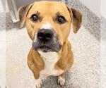 Small #1 American Pit Bull Terrier