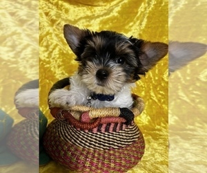 Biewer Terrier Puppy for sale in RNCHO CORDOVA, CA, USA