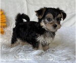 Small #11 Morkie