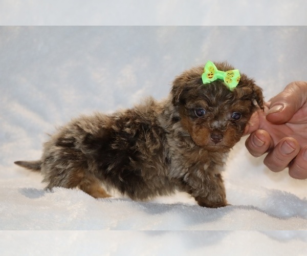 Medium Photo #14 ShihPoo Puppy For Sale in DYERSBURG, TN, USA
