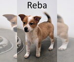 Small #2 Red Heeler Mix