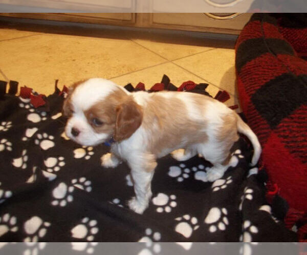 Medium Photo #2 Cavalier King Charles Spaniel Puppy For Sale in DALLAS, TX, USA