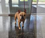 Small French Bulldog Mix