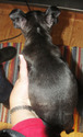 Small Photo #4 Boston Terrier Puppy For Sale in MULINO, OR, USA