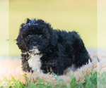 Puppy Disco Poodle (Toy)