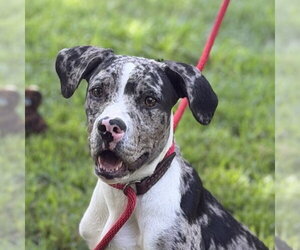 Catahoula Leopard Dog Dogs for adoption in Yardley, PA, USA