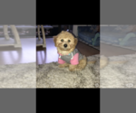 Small Photo #1 Maltipoo Puppy For Sale in SAN JOSE, CA, USA
