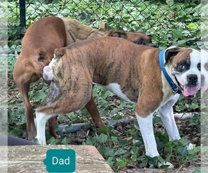 Father of the Boxer puppies born on 08/07/2022