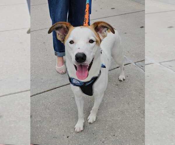 Medium Photo #9 Mutt Puppy For Sale in Silver Spring, MD, USA