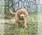 Small Photo #10 Goldendoodle Puppy For Sale in ARAB, AL, USA