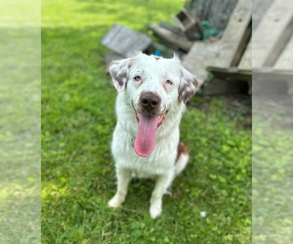 Medium Photo #3 Border-Aussie Puppy For Sale in Germantown, OH, USA