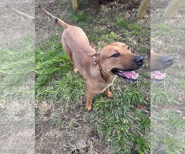 Medium Photo #2 Mutt Puppy For Sale in Jackson, MS, USA