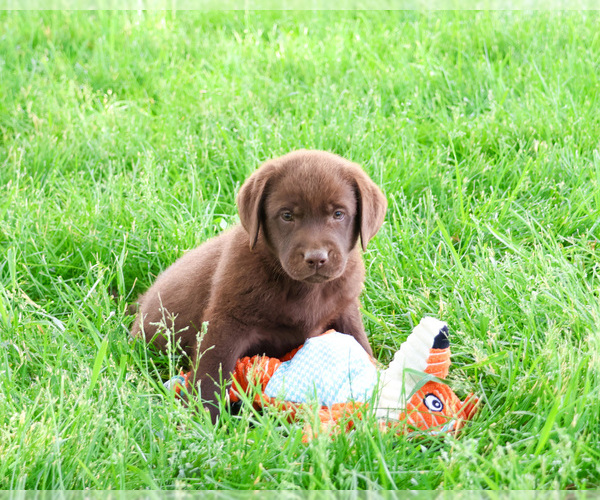 Medium Photo #5 Labrador Retriever Puppy For Sale in SYRACUSE, IN, USA
