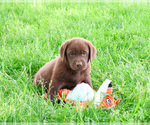 Small #4 Labrador Retriever