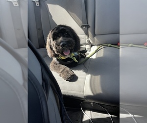 Lhasa-Poo Puppy for sale in TAMPA, FL, USA