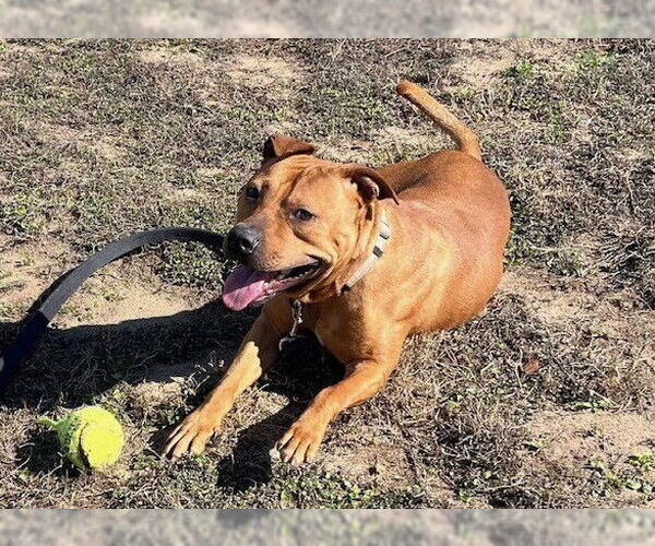 Medium Photo #3 American Pit Bull Terrier-Unknown Mix Puppy For Sale in Ocala, FL, USA