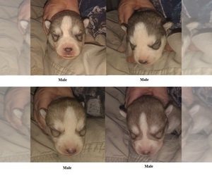 Siberian Husky Puppy for sale in HEPPNER, OR, USA