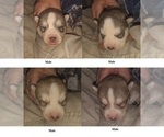 Image preview for Ad Listing. Nickname: Nathan