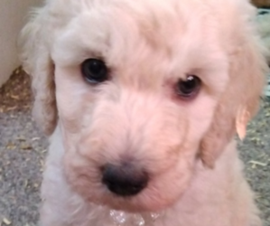 Poodle (Standard) Puppy for sale in YAKIMA, WA, USA