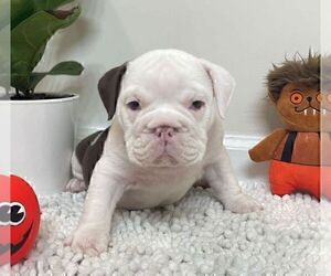 English Bulldog Puppy for sale in JOHNS ISLAND, SC, USA