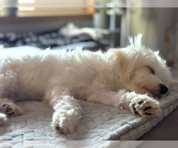 Medium Photo #6 Maltipoo Puppy For Sale in St. Louis Park, MN, USA