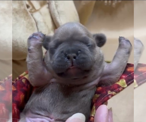 Medium Photo #9 French Bulldog Puppy For Sale in WEXFORD, PA, USA