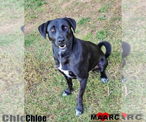 Medium Photo #1 Labrador Retriever-Unknown Mix Puppy For Sale in Maryville, TN, USA