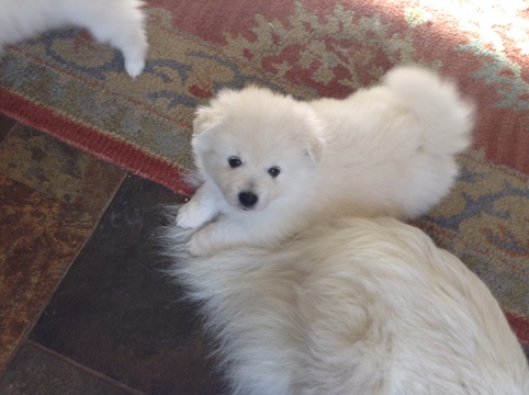 Medium Photo #1 American Eskimo Dog Puppy For Sale in PLACERVILLE, CA, USA