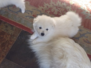 American Eskimo Dog Puppy for sale in PLACERVILLE, CA, USA