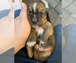 Basset Hound Puppy for sale in MUNCIE, IN, USA