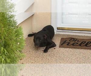 American Pit Bull Terrier Dogs for adoption in Ocala, FL, USA