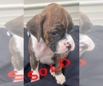 Small Photo #26 Boxer Puppy For Sale in LUCERNE VALLEY, CA, USA