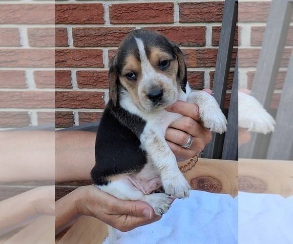 Medium Photo #17 Beagle Puppy For Sale in BLAIRSVILLE, GA, USA