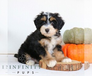 Bernedoodle (Miniature) Puppy for sale in EPHRATA, PA, USA