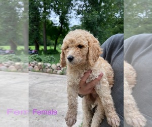 Poodle (Standard) Puppy for Sale in KIMBALL, Minnesota USA
