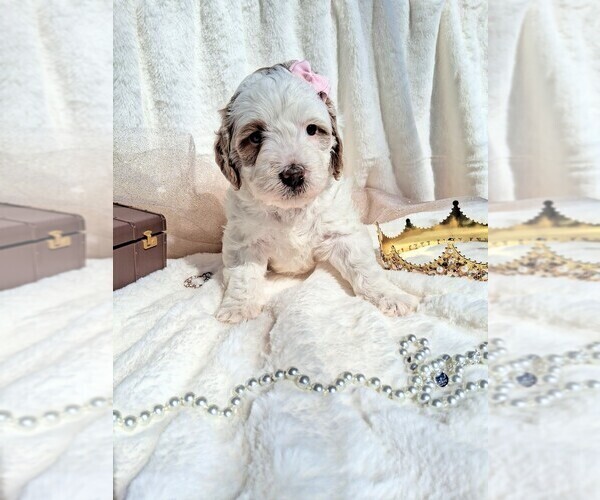 Medium Photo #52 Goldendoodle (Miniature) Puppy For Sale in GASTONIA, NC, USA