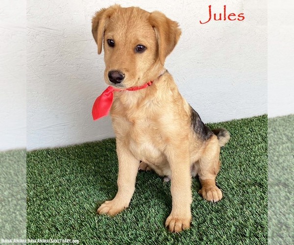 Medium Photo #1 Shepradors Puppy For Sale in San Diego, CA, USA
