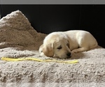 Small Photo #11 Labradoodle Puppy For Sale in COBB, WI, USA