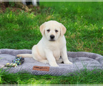 Small #4 Labrador Retriever
