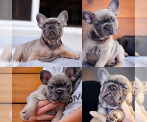 French Bulldog Puppy for sale in SAN DIEGO, CA, USA