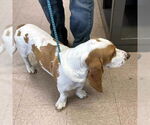 Small #1 Basset Hound