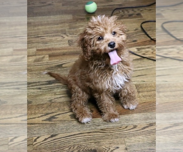 Medium Photo #4 Cavapoo Puppy For Sale in FREDERICKSBG, OH, USA