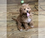 Small Photo #4 Cavapoo Puppy For Sale in FREDERICKSBG, OH, USA