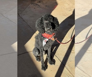 Poodle (Standard)-Unknown Mix Dogs for adoption in Grafton, WI, USA