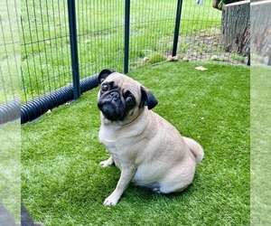 Mother of the Pug puppies born on 08/09/2026