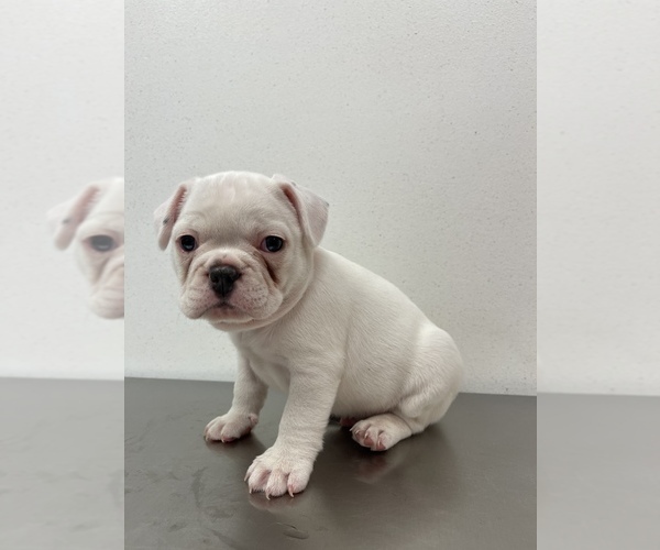 Medium Photo #1 French Bulldog Puppy For Sale in ELGIN, IL, USA