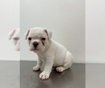 Small Photo #1 French Bulldog Puppy For Sale in ELGIN, IL, USA