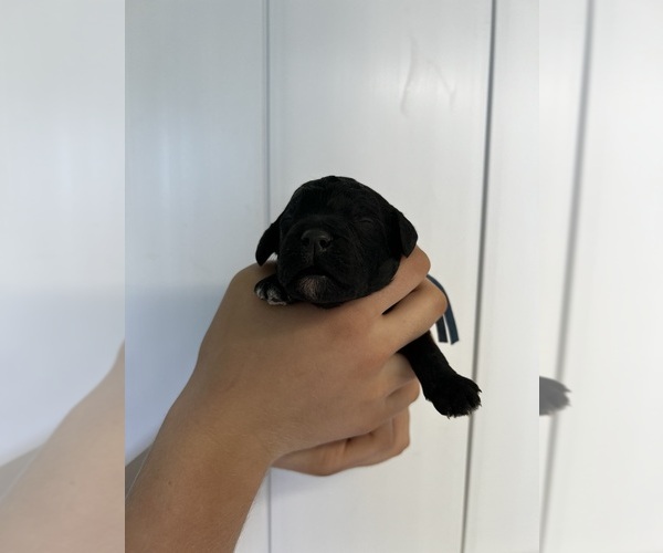Medium Photo #30 Poodle (Standard) Puppy For Sale in TIMMONSVILLE, SC, USA