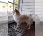 Small Photo #1 Pomeranian Puppy For Sale in ADA, OK, USA
