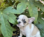 Small Photo #5 French Bulldog Puppy For Sale in ROCKWALL, TX, USA